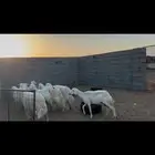 ضان حريات مضاريع