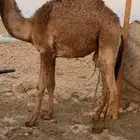 قعود للبيع