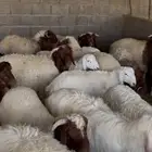 طليان للبيع العدد 24 اكثرها مقفله شحم جنوب المزاحميه
