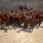 النوع  تيوس مخصاه العمر  جذعان الصحه  شرط العدد 40
