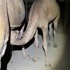 بكره حمرا ساحليه مزيونه 7 شهور