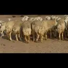رخال صنف الصنف نوادر
