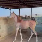 مهر عربي مميز حفيد وادي الشقب