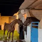 حصان واهو للبيع