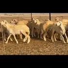 رخال حرية حرش 37 بالفحل