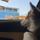 كلب هاسكي