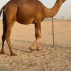 بكرة ثنية ملاقي حمراء دم