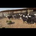 رخال نجد