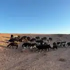 حلال نجد