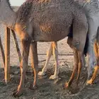 للبيع قعدان