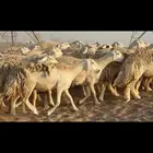 حريات حرش نخبة النخبة