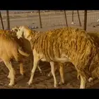 غنم حريات صنف جروم مراح ضغط عالي