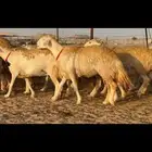 حريات حرش صنف الصنف