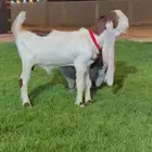 جفر مشروع فحل هولندي خصم لاهل الزين