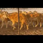 حريات حرش مراح واحد 65 معها 10