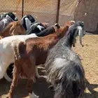 20 من المعزا للبيع