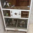 قفص طيور (مطير)