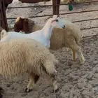 للبيع عنز ثنيه جنوبيه