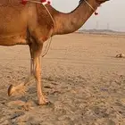 بكرة ثنية لقحة ساحلية كفو