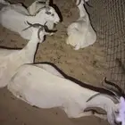 بيشيات ع ولاده