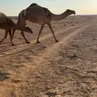 شعلا عشرا رباع