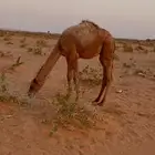 للبيع حواره شعلا