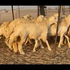 حريات حرش عمودها رخال 35 بالفحل