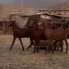 تيوس للبيع