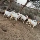 تيوس وعنقان للبيع