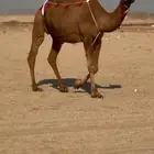 بكره ساحليه حمرا دم ملاقي