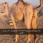 ناقه مهجنه لقحه على كهرمان بتاريخ 1447 3 25
