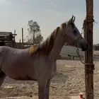 مهر عربي فاخر