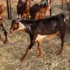 النوع  تيوس الصحه  شرط العدد 12 العمر  جذعان الموقع  غر