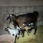 عنزه تحتها تيسين العرض (2)