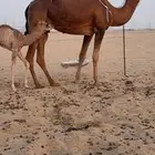 خلفة ساحلية مصغر حمراء دم