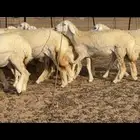 رخال دعدية حرش فواخر 48 راس