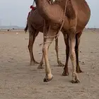 ناقتين مداني حمر سواحل خوات بعض