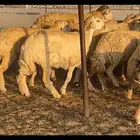 حريات حرش كفو 35 راس بالفحل