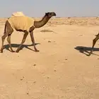 للبيع القعود الاشعل الكفو