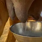 خلفه مصغر حمرا دم ديس كفو