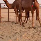 ثلاث بكار سواحل ضغط عالي