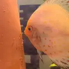 زوج دسكس منتج فلور مستوي شامبيون شانا