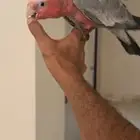 كوكاتو قالا اليف جدا وهدد نشبه