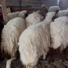 رخال نعيم مقاني او ذبح