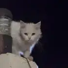 قط ضائع او مرمي