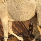 قعود قصب بري 11شهر