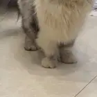 قط شيرازي بالغ