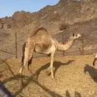 بكره ذلول بنت ولد الذيب ثنيه بعمر 6 سنوات - جوال