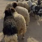 طليان نعيم جبره