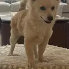 كلبة للبيع من نوع سبيتز -بومرينيان